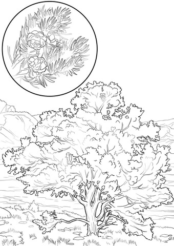 Pinon Pine Coloring Page